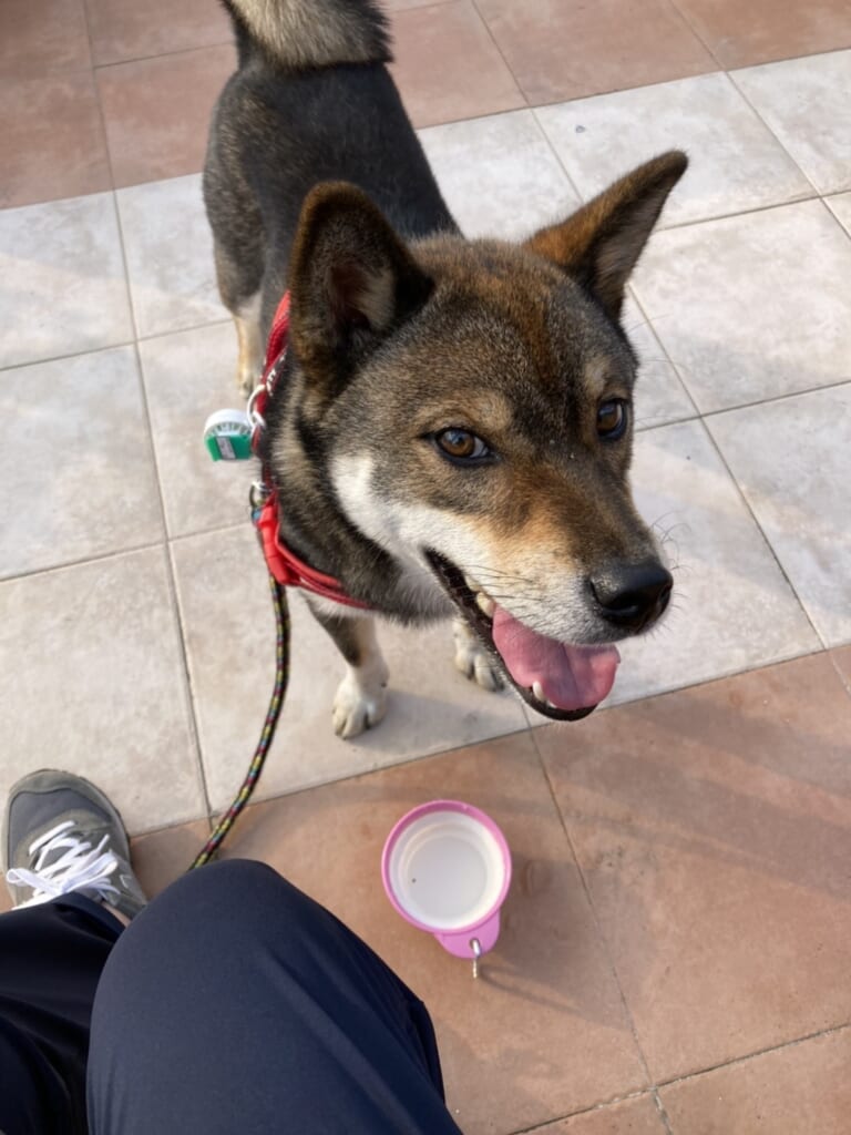 マイパートナー 犬のこてつ 雄１歳 デーリー東北デジタル