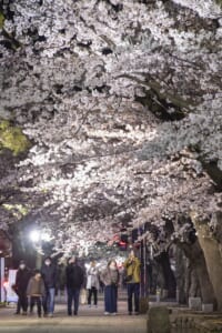 春駆け足　桜舞う官庁街　十和田市春まつり、来月５日まで