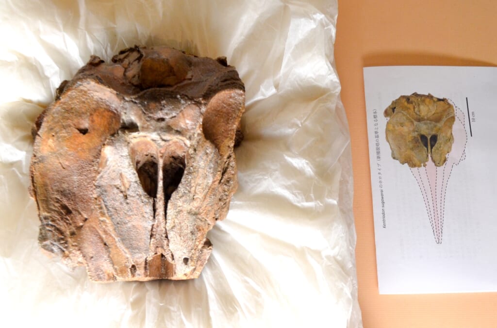 二戸のイルカ化石、新種と判明　命名「ケントリオドン・スガワライ」