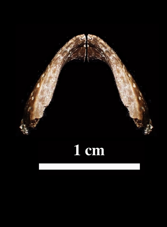 久慈で新種のカメ化石　９０００万年前の地層から３月発見　リンドホルメミス科、世界最古か