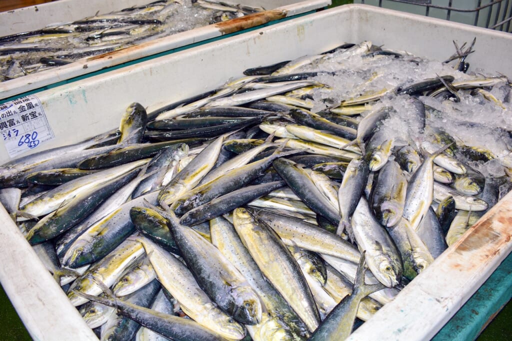 猛暑、水産業にも異変　取れる魚種に変化／青森県内