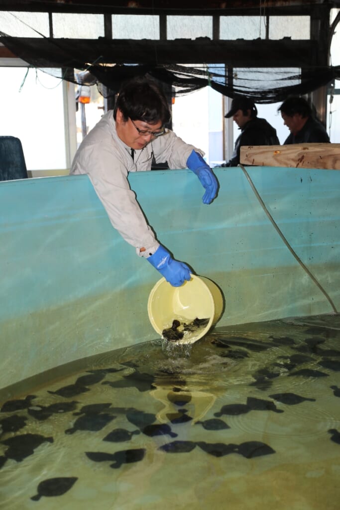高級魚マツカワで佐井活性化を　昨夏の全滅乗り越え養殖順調