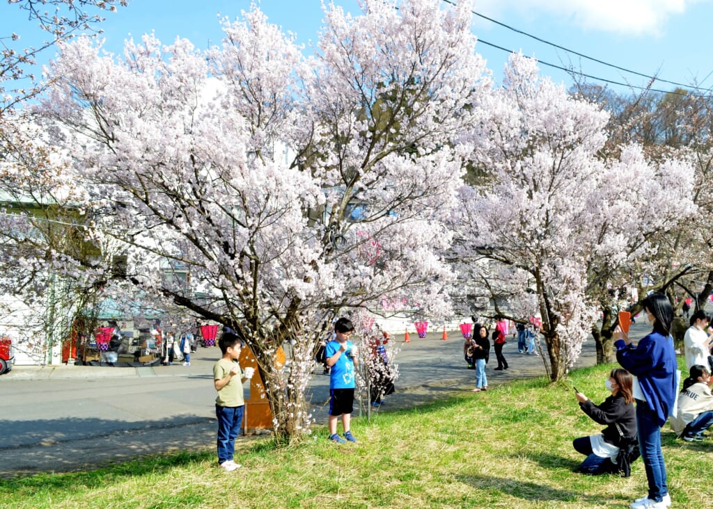 ステージ多彩、花見満喫　二戸で「桜を見る会」