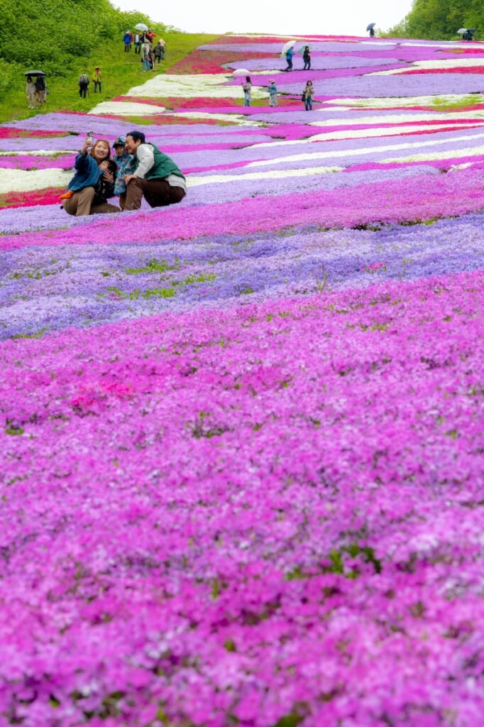 デジタル限定写真追加・動画あり】「花の道」斜面彩るシバザクラ 約