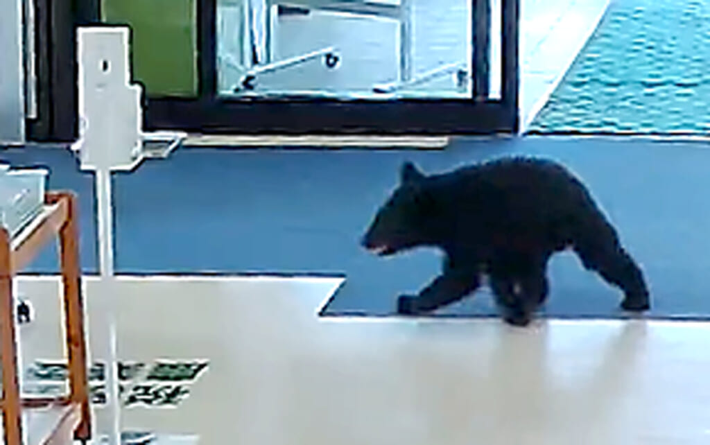 動画あり】役場内に子グマ侵入／西目屋村 – デーリー東北デジタル